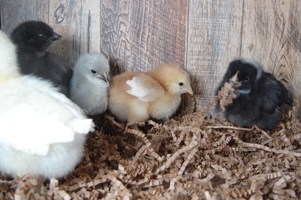 5 Pullet Chicks Week 1 - Gold Comet, Barred Rock, Amber White, Lavendar Orpington, & Steel Blue